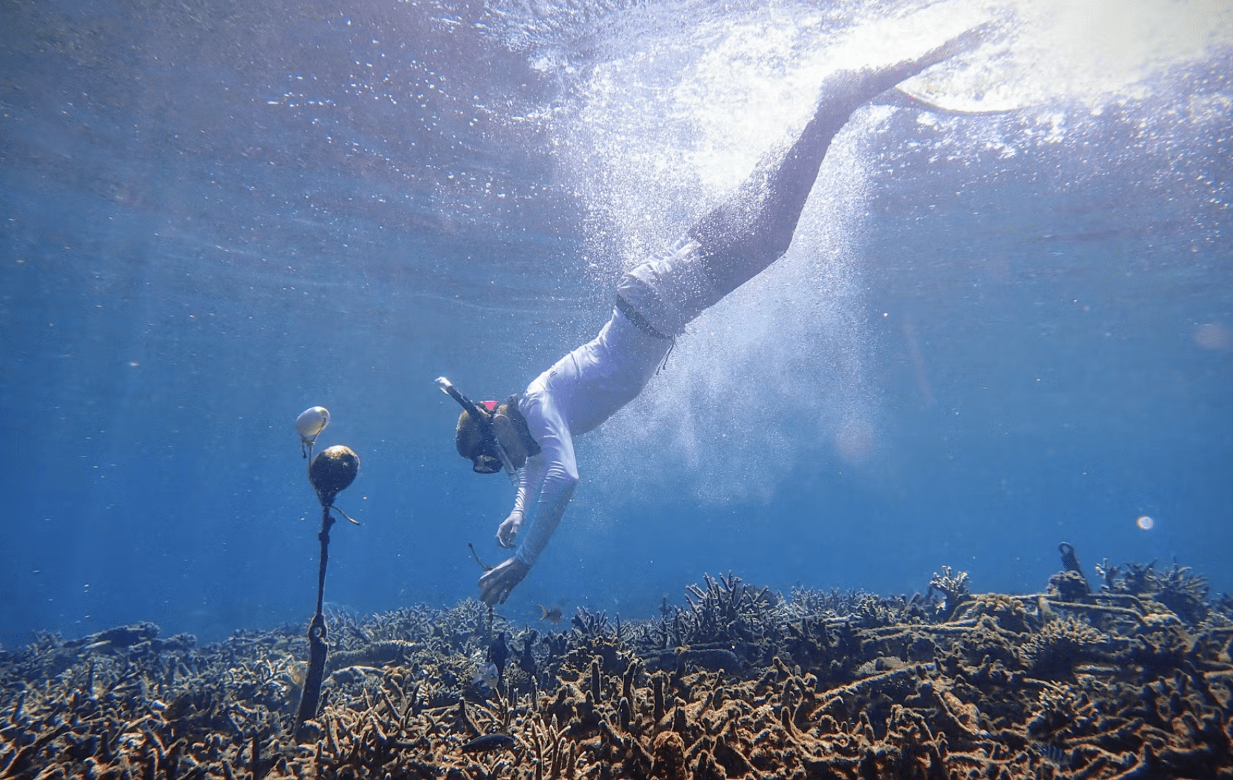 Hope for Coral Reefs with Tim Lamont
